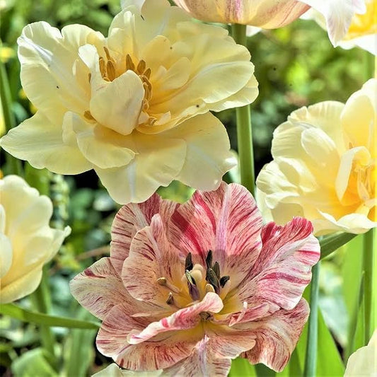 Eden Brothers Tulip Bulbs - Silkroad Non-GMO Bulbs for Planting, 50 Bulbs | Low-Maintenance Flower Bulbs, Plant During Fall Season, Zones 3, 4, 5, 6, 7, 8