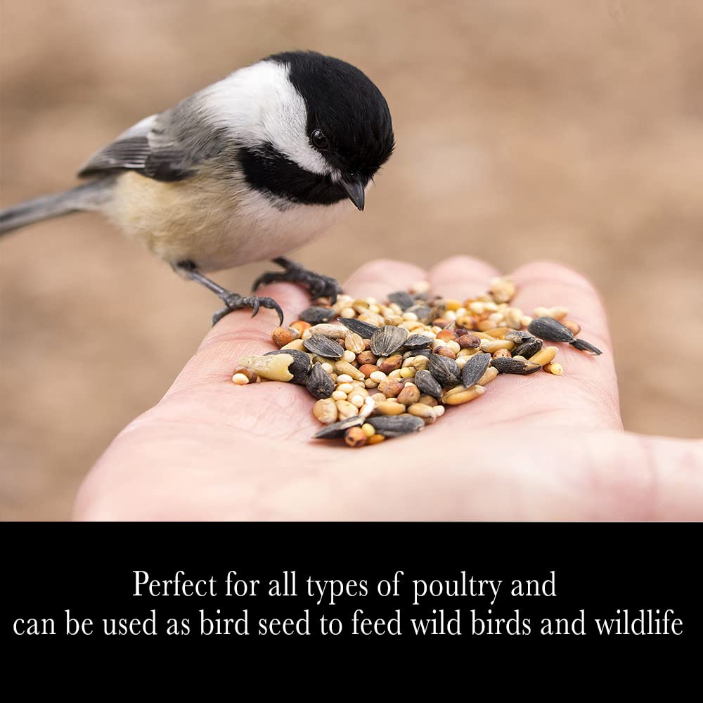 Desert Valley Premium Whole Grain Scratch Feed- Non GMO - Nutritious Treat for Chickens, Ducks, Wild Birds & More (5-Pounds)