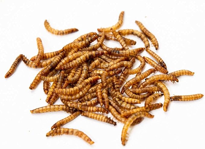 2.5Lbs Chubby NA Grown Dried Mealworms - Chicken/Duck Treats - Non-GMO - Made in North America