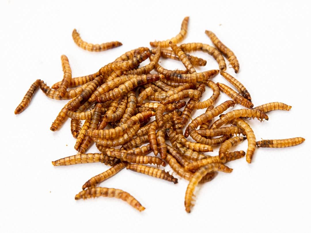 2.5Lbs Chubby NA Grown Dried Mealworms - Chicken/Duck Treats - Non-GMO - Made in North America