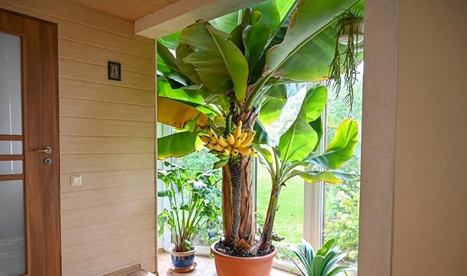 Seeds Indoor Banana Tree Ornamental Perennial Non-GMO for Planting