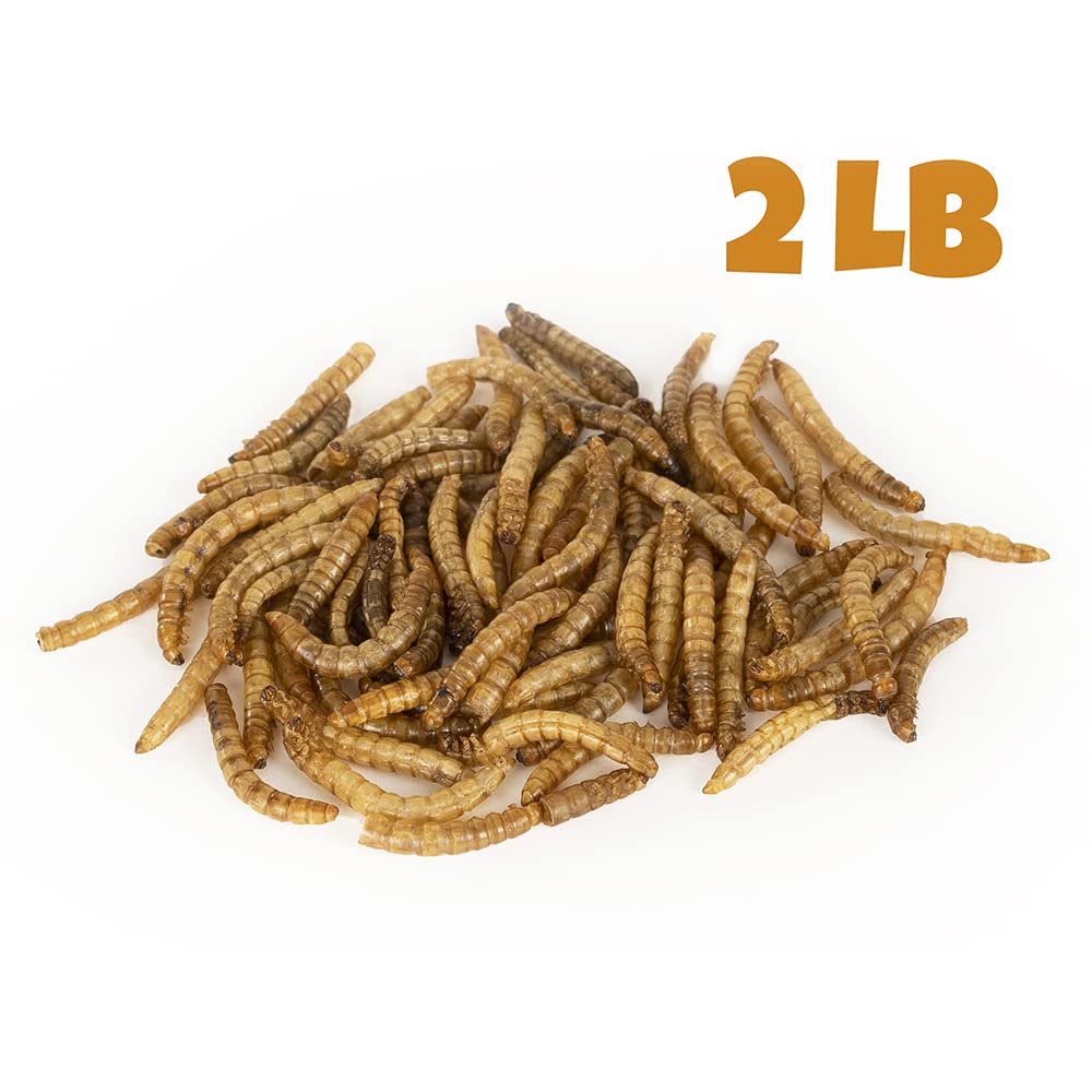 MBTP Bulk Dried Mealworms - Treats for Chickens & Wild Birds (2 Lbs)
