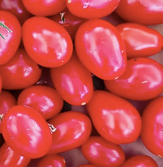 Juliet Tomato Seeds - Rare Hybrid of Plum and Roma Tomatoes - Delicious Sweet Snack! - Marde Ross & Company®