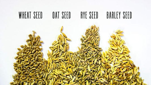 Thunder Acres Cat Grass Blend - Wheat, Barley, Oats, and Rye Seed Mix - Non-GMO - Certified Organic - Bonus CAT Toy (8 oz)