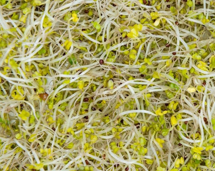 Food to Live Broccoli Seeds for Sprouting, 12 Pounds – Vegan, Kosher, Sirtfood, Bulk. Rich in Sulforaphane, Vitamin C, Vitamin A. Great for Growing Sprouts, Microgreens. High Germination Rate