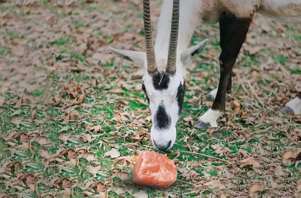 4 Premium Himalayan Horse Salt Lick 5–6 lbs Each Treat Block | Equine Mineral Salt Block with 36″ Rope | Horse Treats for Horses, Deer, Goats & Livestock