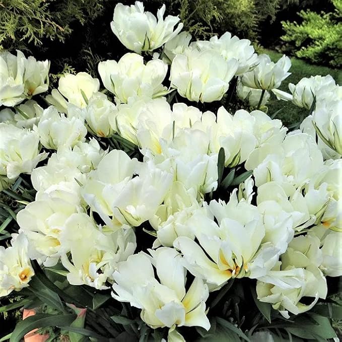 Eden Brothers Tulip Bulbs, Exotic Emperor, 10 Bulbs | Perennial Flowers, Spring or Fall Planted, Full Sun, Indoor Forcing or Outdoor Planting, Easy-to-Grow | Zones 3, 4, 5, 6, 7, 8