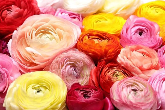 Ranunculus Flower Bulbs for Growing - Perennial Flowers with Extended Bloom Times - Ranunculus Corms for Planting (10 Picotee Mix Corms)