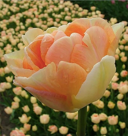 5 Charming Beauty Tulip Bulbs – Double Late Apricot and Yellow Blooms – Soft, Elegant Color Combination – Large Flowering Perennial Tulips for Spring Gardens