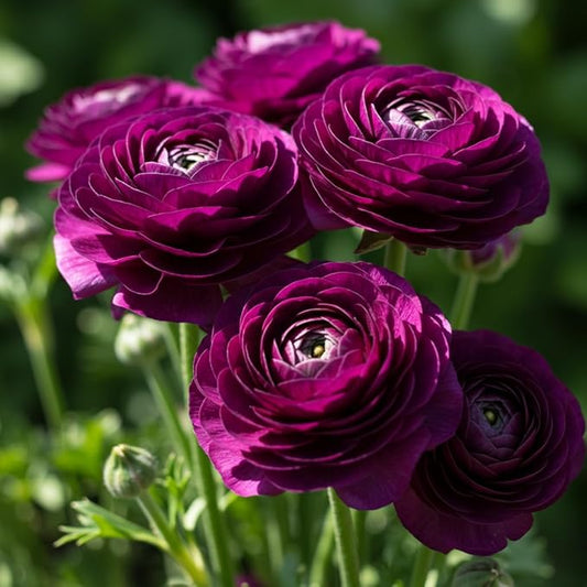 Ranunculus Flower Bulbs for Growing - Perennial Flowers with Extended Bloom Times - Ranunculus Corms for Planting (10 Purple Corms)
