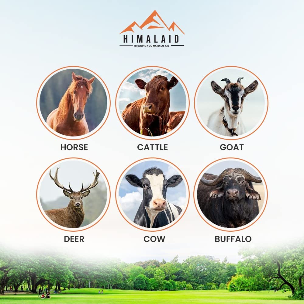 Himalaid Himalayan Pink Salt Lick (6 LBS Pack of 6) - 100% Pure & Natural Feed Salt Block | Natural Minerals and Trace Elements, for Livestock and Wildlife Animals