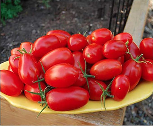 Juliet Tomato Seeds - Rare Hybrid of Plum and Roma Tomatoes - Delicious Sweet Snack! - Marde Ross & Company®