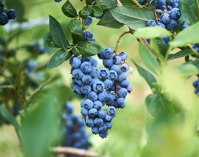 Fruit Seeds Combo Pack - 6 Types, Strawberry Raspberry Mulberry Apple Orange Blueberry Seeds, Non-GMO Heirloom and Organic, for Home Garden (600pcs)