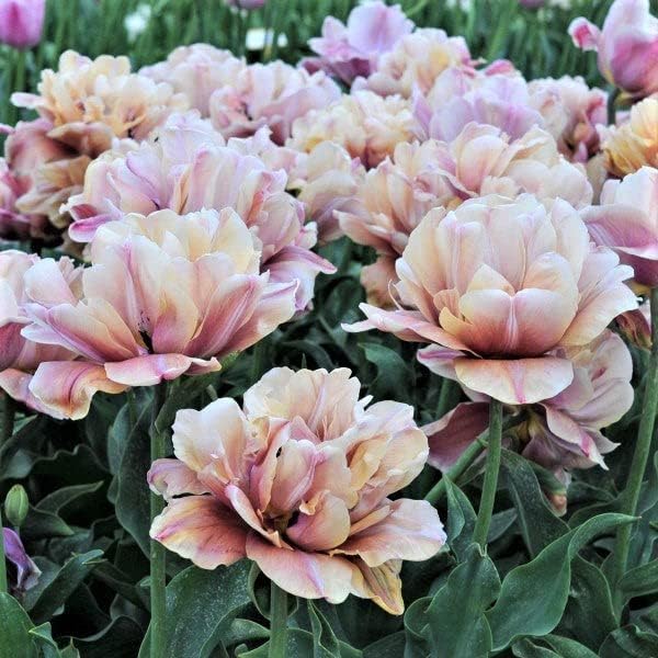 Eden Brothers Tulip Bulbs, La Belle Epoque Romantic Mix, 10 Bulbs | Perennial Flowers, Spring or Fall Planted, Full Sun, Indoor Forcing or Outdoor Planting, Easy-to-Grow | Zones 3, 4, 5, 6, 7, 8