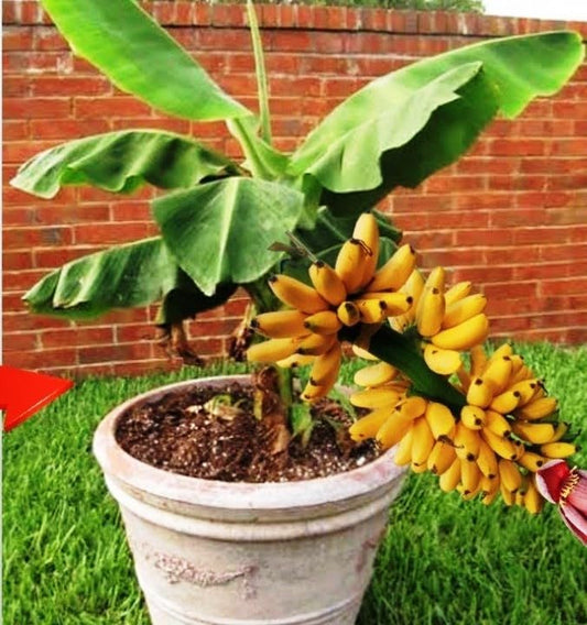 Seeds Indoor Banana Tree Ornamental Perennial Non-GMO for Planting