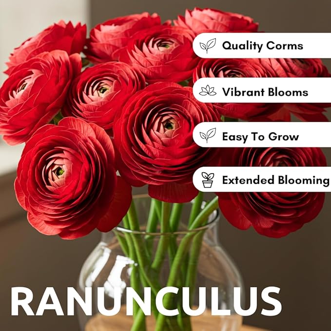 Ranunculus Flower Bulbs for Growing - Perennial Flowers with Extended Bloom Times - Ranunculus Corms for Planting (10 Red Corms)