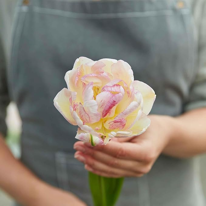 Eden Brothers Tulip Bulbs, Double Shake, 10 Bulbs | Perennial Flowers, Spring or Fall Planted, Full Sun, Indoor Forcing or Outdoor Planting, Easy-to-Grow | Zones 3, 4, 5, 6, 7, 8