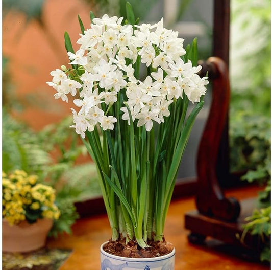 10 Ziva Paperwhites 13-15cm- Indoor Narcissus: Narcissus Tazetta: Nice, Healthy Bulbs for Holiday Forcing!