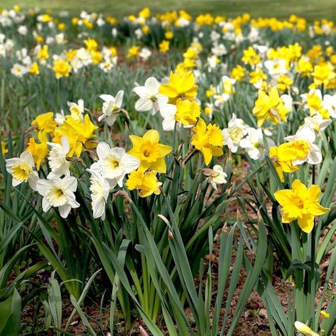 100-Pack Mixed Daffodil Bulbs – Bulk Pack of Spring-Blooming Narcissus – Deer Resistant & Cold Hardy – Easy Fall Planting - Plant in Gardens, Borders & Flowerbeds - Willard & May
