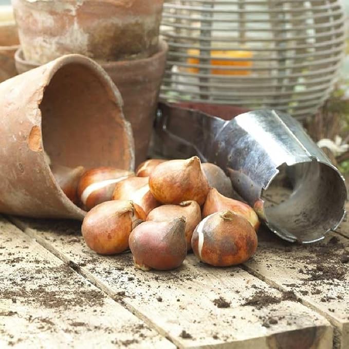 Eden Brothers Tulip Bulbs, Vintage Double Mix, 10 Bulbs | Perennial Flowers, Spring or Fall Planted, Full Sun, Indoor Forcing or Outdoor Planting, Easy-to-Grow | Zones 3, 4, 5, 6, 7, 8