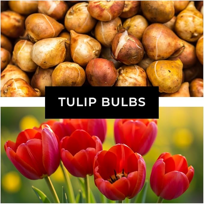 Best Red Tulip Bulbs for Planting - Easy to Grow - Fall Planting Flowers - Bright Perennial for Gardens & Landscapes (25 Bulbs)