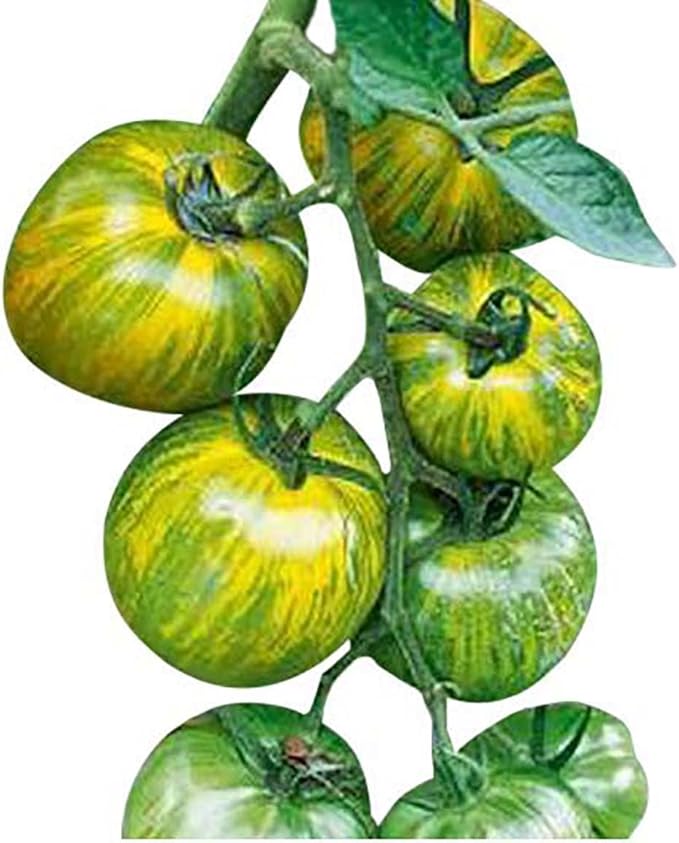 Green Zebra Heirloom Tomato Seeds - Large Tomato - One of The Most Delicious Tomatoes for Home Growing, Non GMO - Neonicotinoid-Free.