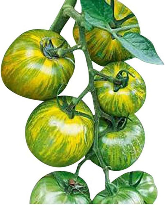 Green Zebra Heirloom Tomato Seeds - Large Tomato - One of The Most Delicious Tomatoes for Home Growing, Non GMO - Neonicotinoid-Free.