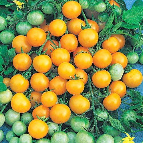 Park Seed Cherry Tomato Seeds, Planting Vegetables, Easy to Grow, Non-GMO, Variety of Colors and Sizes, Spring Garden, Honeybee Hybrid, Pack of 30