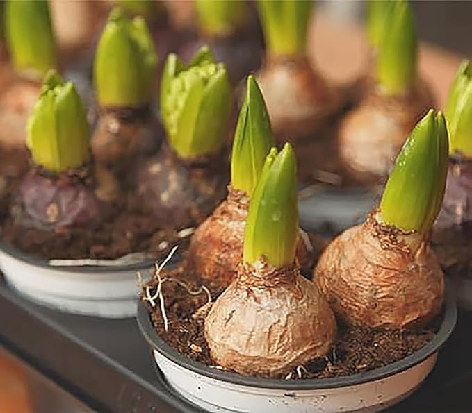 10 Jan Bos Hyacinth Bulbs – Large 16-17cm Bulbs for Vibrant Red Blooms – Fragrant Spring Flowers Perfect for Gardens, Borders, and Containers