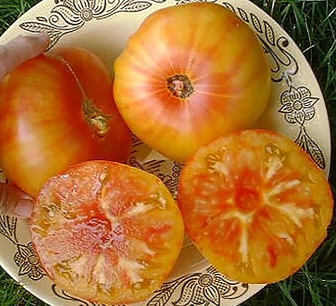 Pineapple Tomato Seeds - Large Tomato with Fruit up to 2 Pounds Each. High yields.