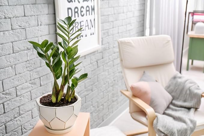 Gardenera Premium Zamioculcas Plant Potting Mix - Crafted for Resilient Growth and Striking Elegance - 1 Quart