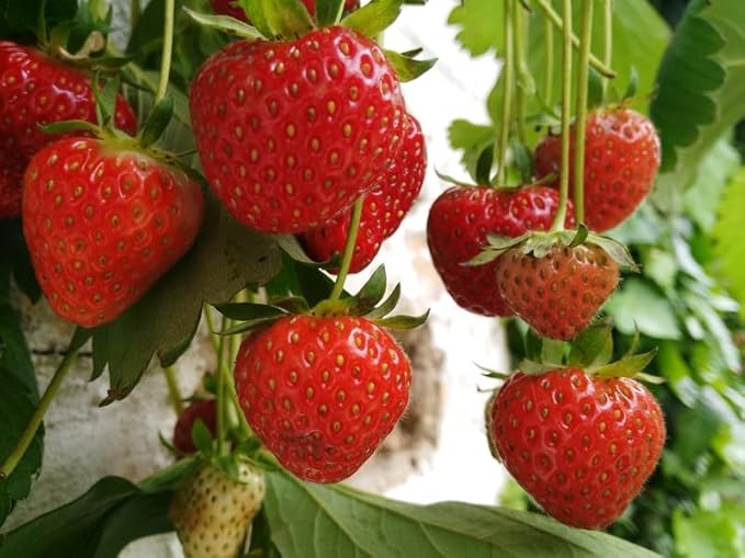 1,000 Strawberry Seeds for Planting - Perpetual Strawberry Four Seasons Strawberry Seeds for Planting