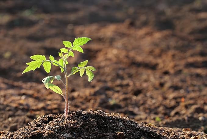Pineapple Tomato Seeds - Large Tomato with Fruit up to 2 Pounds Each. High yields.