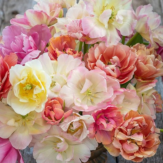 Eden Brothers Tulip Bulbs, Afternoon Tea Mix, 10 Bulbs | Perennial Flowers, Spring or Fall Planted, Full Sun, Indoor Forcing or Outdoor Planting, Easy-to-Grow | Zones 3, 4, 5, 6, 7, 8
