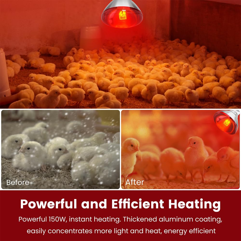 DaToo Infrared Heat Lamp Bulb for Chickens Red Heat Lamp Flood Light Heat Lamp Bulb 150 W Heating Bulbs for Brooder Coops Pets Chicks Reptiles Food Service (1 Pack)
