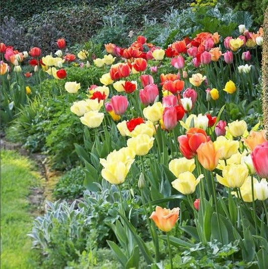 Eden Brothers Tulip Bulbs, Perennial Mix, 10 Bulbs | Perennial Flowers, Spring or Fall Planted, Full Sun, Indoor Forcing or Outdoor Planting, Easy-to-Grow | Zones 3, 4, 5, 6, 7, 8