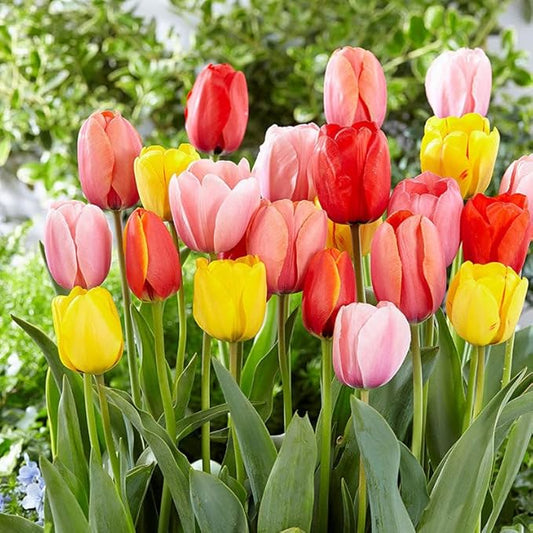Eden Brothers Tulip Bulbs, Darwin Hybrid Mix, 10 Bulbs | Perennial Flowers, Spring or Fall Planted, Full Sun, Indoor Forcing or Outdoor Planting, Easy-to-Grow | Zones 3, 4, 5, 6, 7, 8