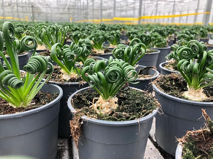 Gardenera Premium Albuca Spiralis Potting Soil Mix - Perfect Balance of Nutrients, Drainage, and Aeration for Thriving Blooms - 5 Quart