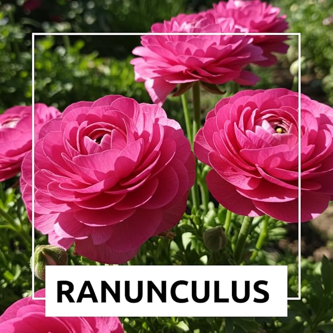 Ranunculus Flower Bulbs for Growing - Perennial Flowers with Extended Bloom Times - Ranunculus Corms for Planting (10 Pink Corms)