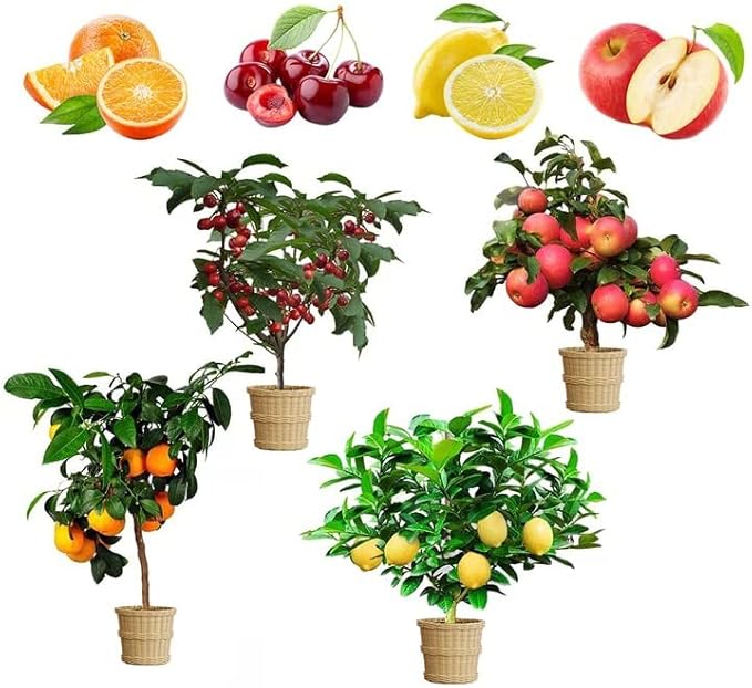 Mix Dwarf Bonsai Fruit Tree Seeds for Planting, 50+ Lemon Tree Seeds 50+ Cherry Tree Seeds 50+ Orange Tree Seeds 50+ Apple Seeds, 4 Variety Individual Packs, Organic Heirloom Fruit Seeds