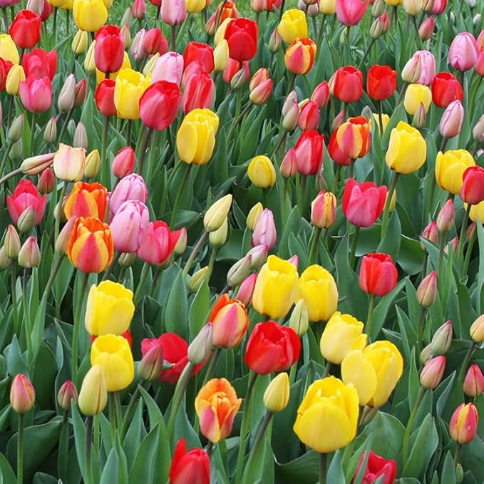 100 Darwin Tulip Mix Flower Bulb Box with Easy Carry Handle - Red, Yellow, Orange and Purple Colors - Easy to Grow Flowers - Plant in Gardens, Containers & Flowerbeds - Planting Instructions Included