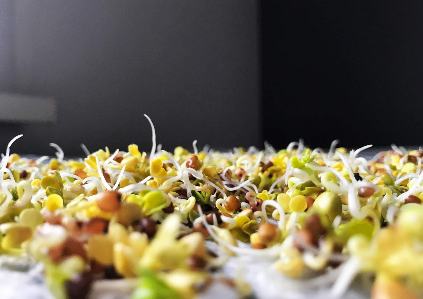 Food to Live Organic Arugula Sprouting Seeds, 4 Pounds - Non-GMO, Kosher, Great for Sprouting & Planting, High Germination Rate, Vegan Superfood, Bulk, Microgreens & Plants for Salads, San