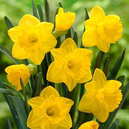 5 Yellow Daffodil Bulbs - Large Giant Narcissus Flowers | Easy to Grow Fall Planting Bulbs for Vibrant Spring Blooms