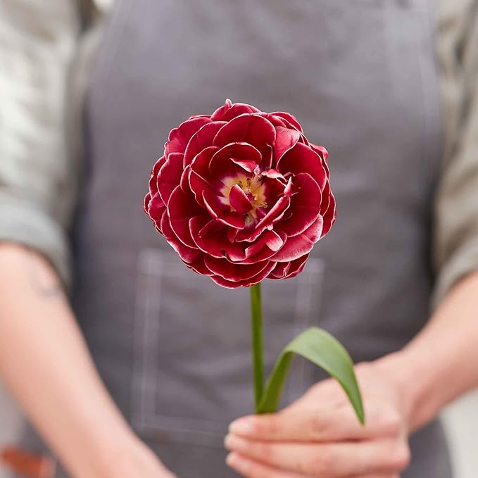 Eden Brothers Tulip Bulbs, Dream Touch, 10 Bulbs | Perennial Flowers, Spring or Fall Planted, Full Sun, Indoor Forcing or Outdoor Planting, Easy-to-Grow | Zones 3, 4, 5, 6, 7, 8