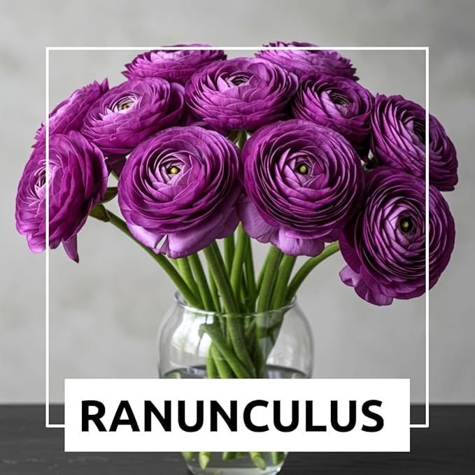 Ranunculus Flower Bulbs for Growing - Perennial Flowers with Extended Bloom Times - Ranunculus Corms for Planting (10 Purple Corms)