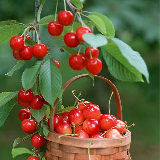 200+ Mix Dwarf Bonsai Fruit Tree Seeds for Planting, 4 Variety Individual Packs, 50+ Lemon Tree Seeds 50+ Cherry Tree Seeds 50+ Orange Tree Seeds 50+ Apple Seeds Organic Heirloom Fruit Seeds