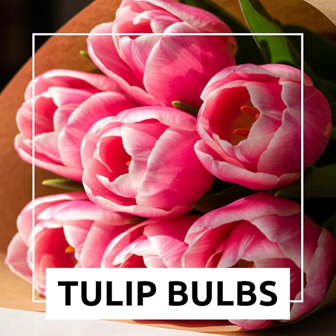 10 Pink Passion Tulip Bulbs for Planting - Easy to Grow Fall Planting Flowers for Bright Spring Blooms