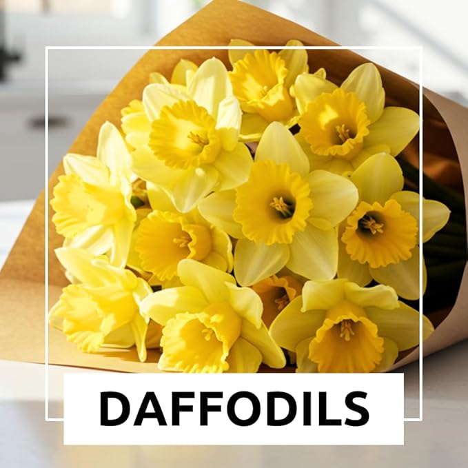 5 Yellow Daffodil Bulbs - Large Giant Narcissus Flowers | Easy to Grow Fall Planting Bulbs for Vibrant Spring Blooms