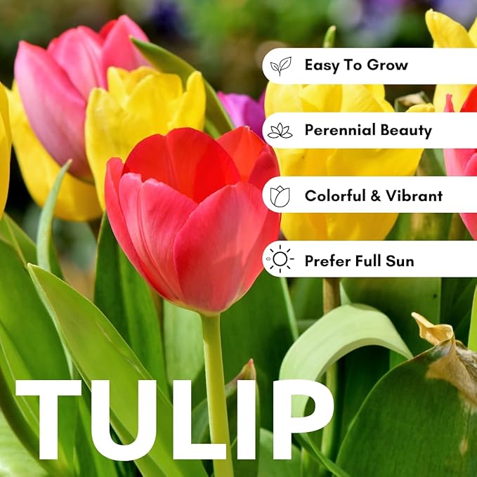 Rainbow Color Tulip Bulbs for Planting – 10 Premium Garden or Container Bulbs – Spring Blooms, Perennial Flowers, Borders, Beds, Patio, and Cut Flower Arrangements