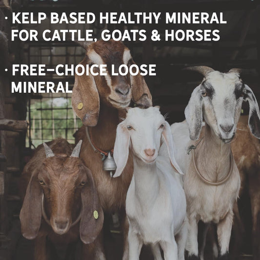New Country Organics I Organic Kelp Supplement for Cattle, Goats & Horses I Certified Organic Non-GMO, Natural Mineral Blend I Sea Kelp Powder with Essential Calcium & Phosphorus I 40 lbs